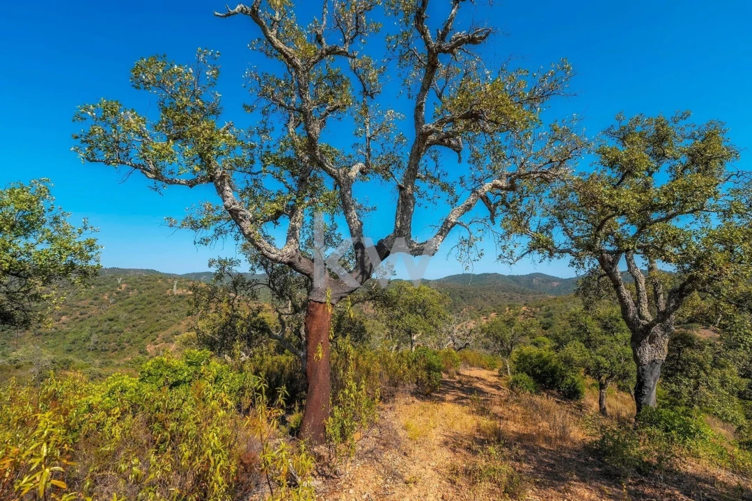 Terreno para Venda em Loule (São Clemente) Foto 21