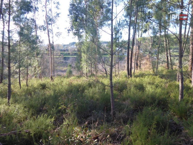 Terreno Misto para Venda em Alburitel Foto 1