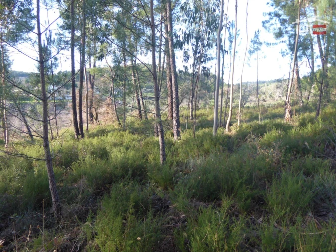 Terreno Misto para Venda em Alburitel Foto 2