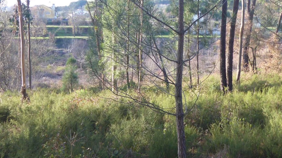 Terreno Misto para Venda em Alburitel