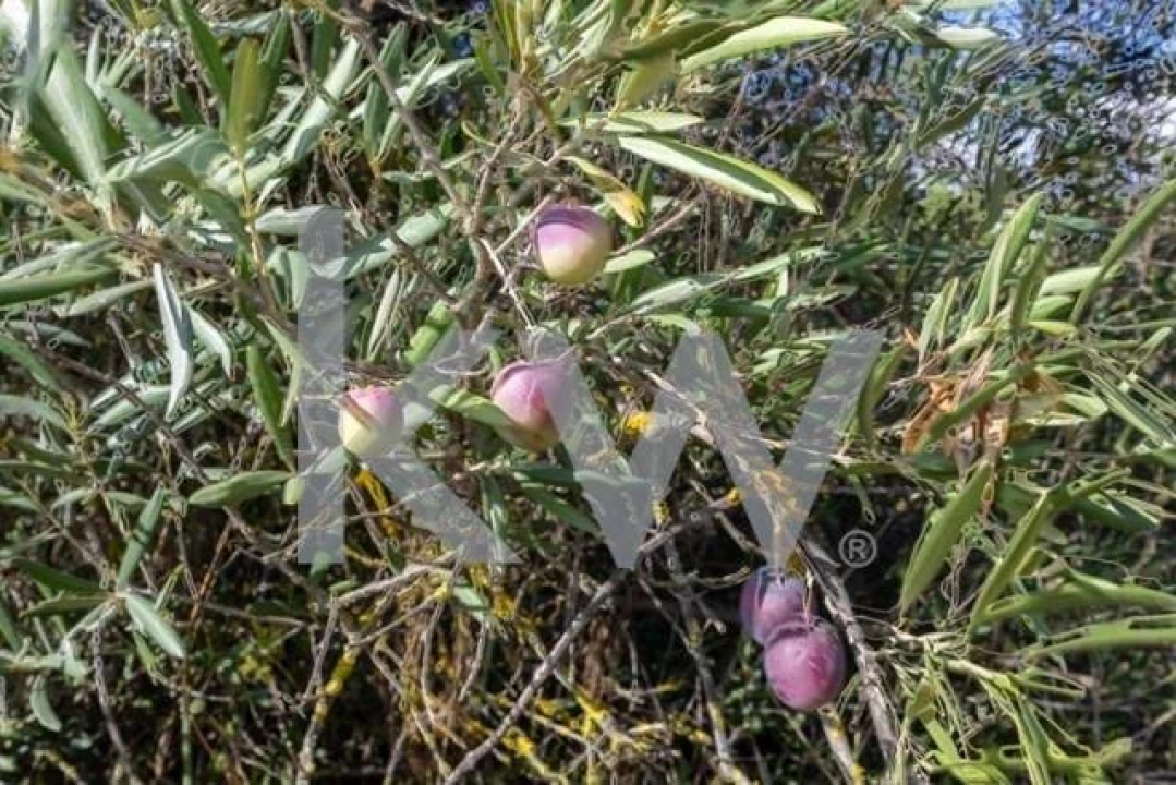 Terreno para Venda em Olhão Foto 21
