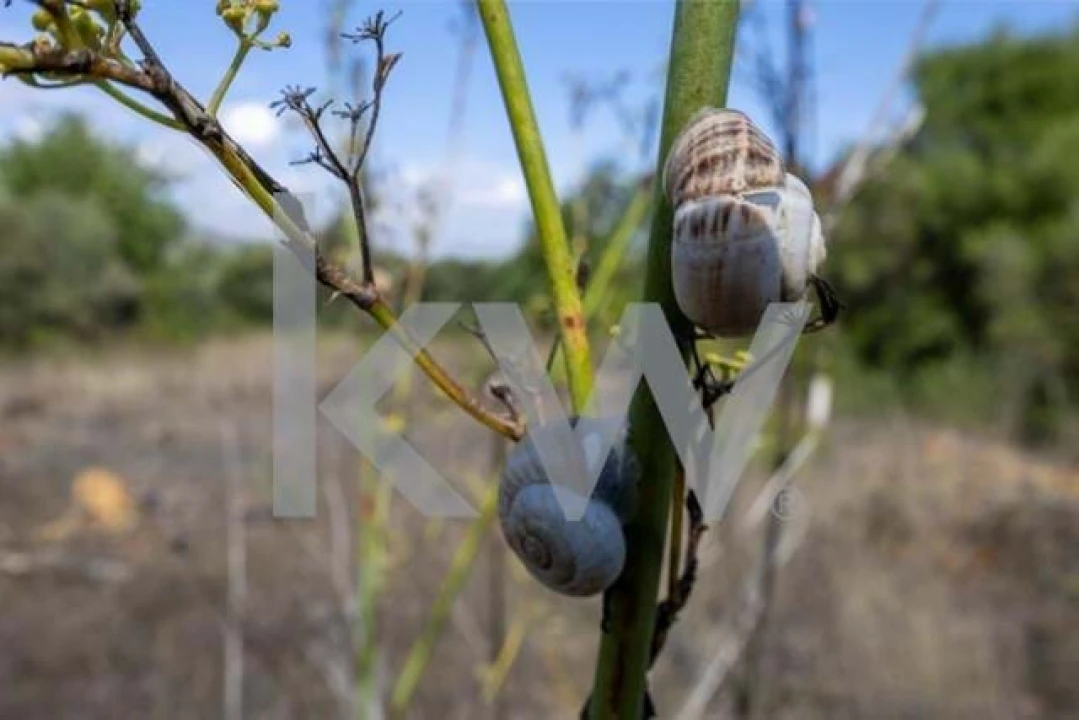 Terreno para Venda em Olhão Foto 19