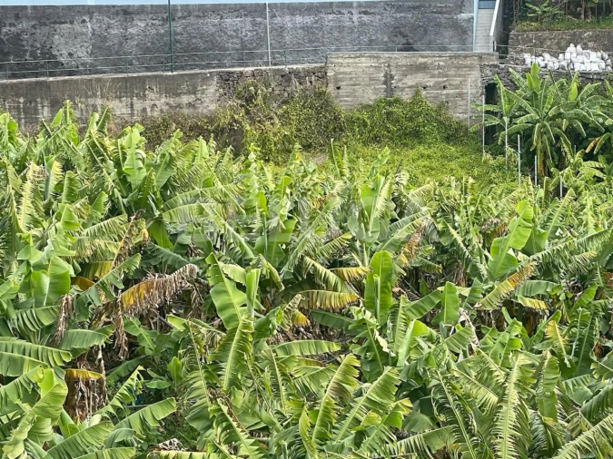 Terreno para Venda em Camara de Lobos Foto 4
