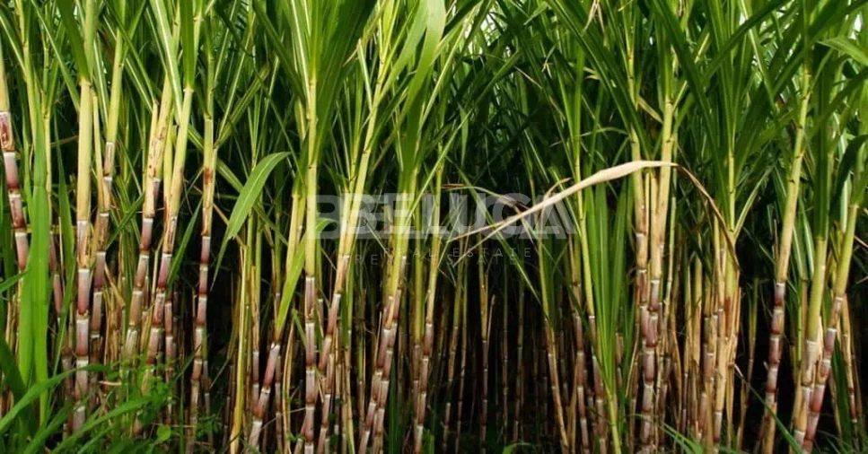 Terreno para Venda em Camara de Lobos Foto 36