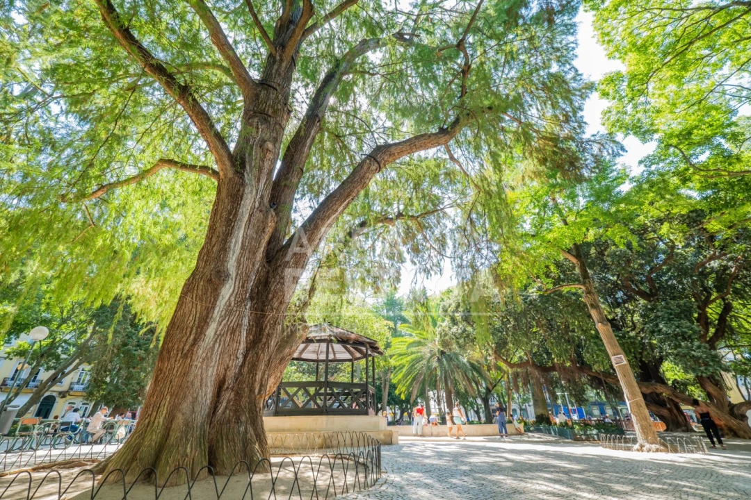 Apartamento T3 para Venda em Campo de Ourique Foto 40