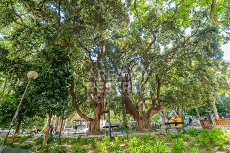 Apartamento T3 para Venda em Campo de Ourique Foto 37