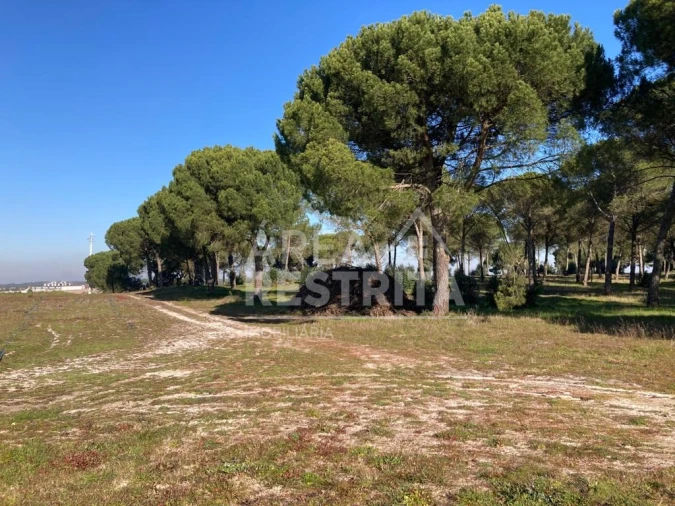 Terreno para Venda em Pegões Foto 3