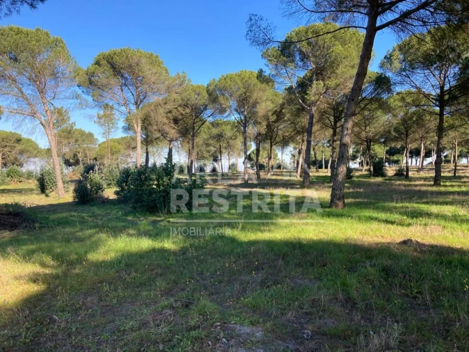 Terreno para Venda em Pegões Foto 8