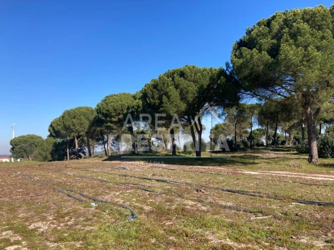 Terreno para Venda em Pegões Foto 17