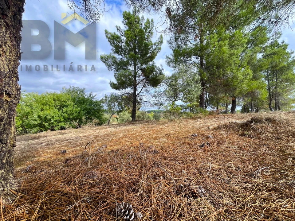 Quinta T0 para Venda em São Miguel de Acha Foto 22