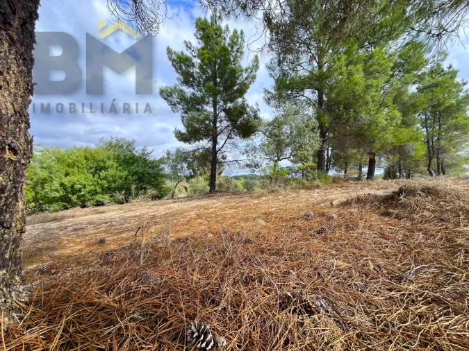 Quinta T0 para Venda em São Miguel de Acha Foto 22