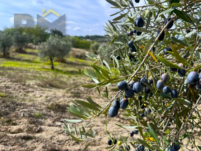 Quinta T0 para Venda em São Miguel de Acha Foto 18