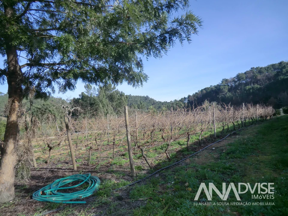 Quinta T0 para Venda em Mangualde, Mesquitela e Cunha Alta Foto 7