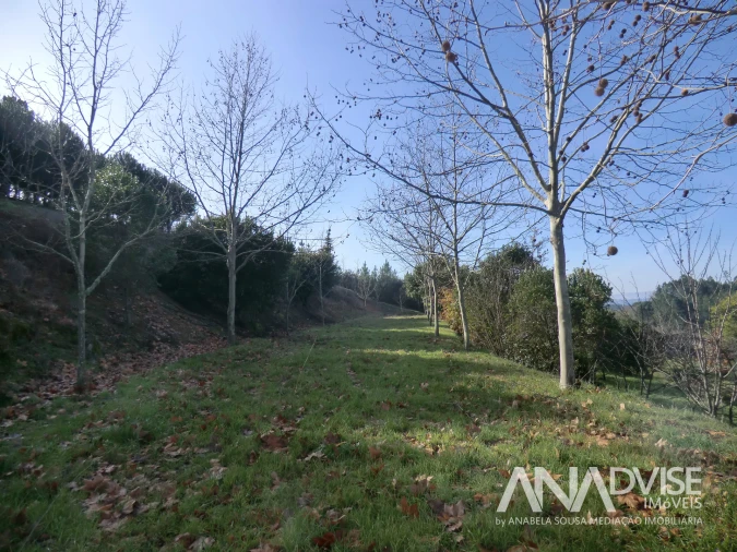 Quinta T0 para Venda em Mangualde, Mesquitela e Cunha Alta Foto 3