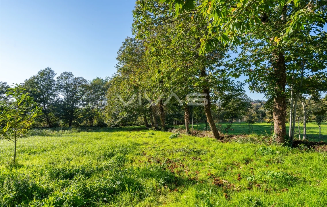 Terreno para Venda em Adaufe Foto 16