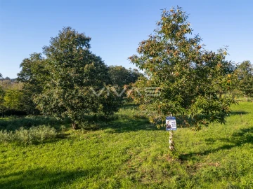 Terreno para Venda em Adaufe