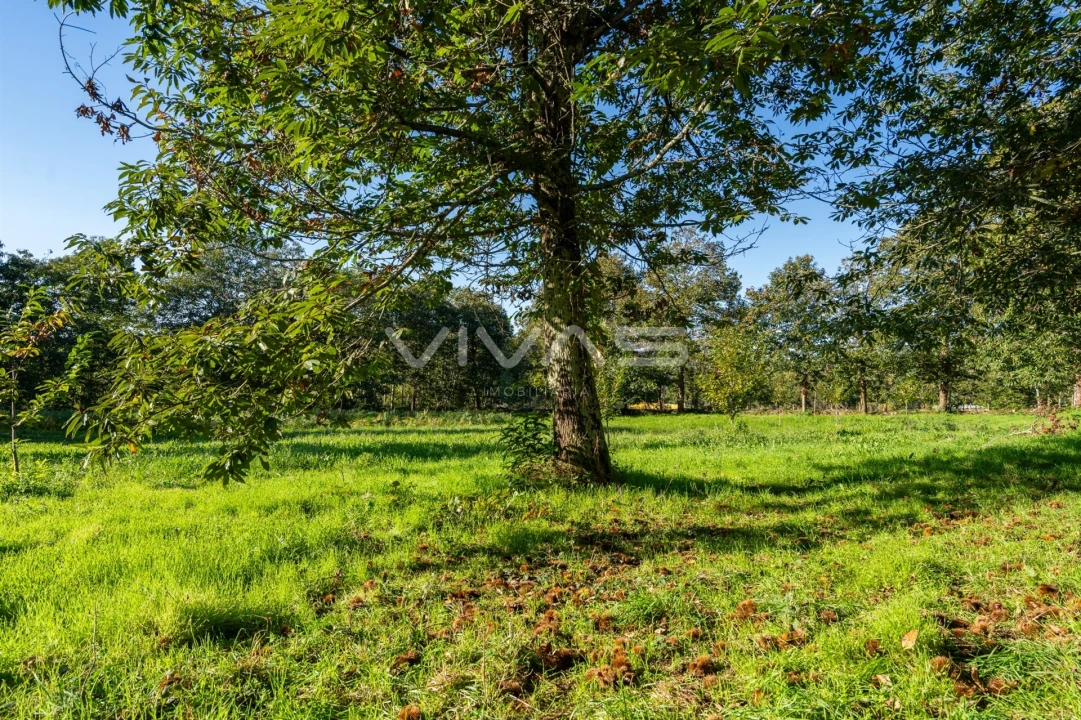 Terreno para Venda em Adaufe Foto 18