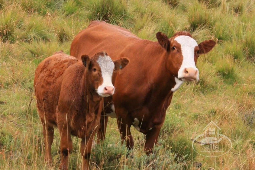 Quinta T10 para Venda em Vendas Novas Foto 2