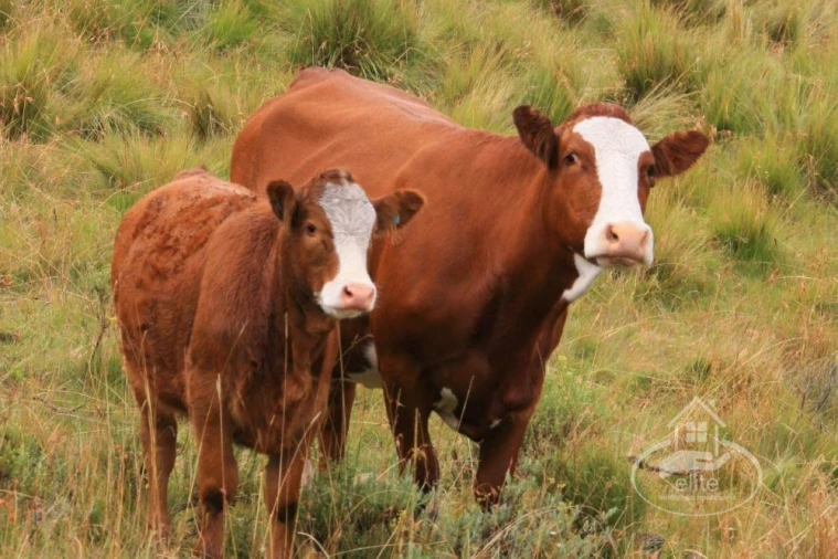 Quinta T10 para Venda em Vendas Novas Foto 2