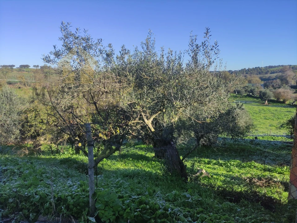 Quinta T3 para Venda em Garvão e Santa Luzia Foto 33