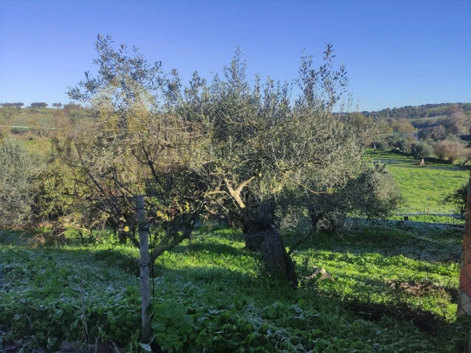 Quinta T3 para Venda em Garvão e Santa Luzia Foto 33
