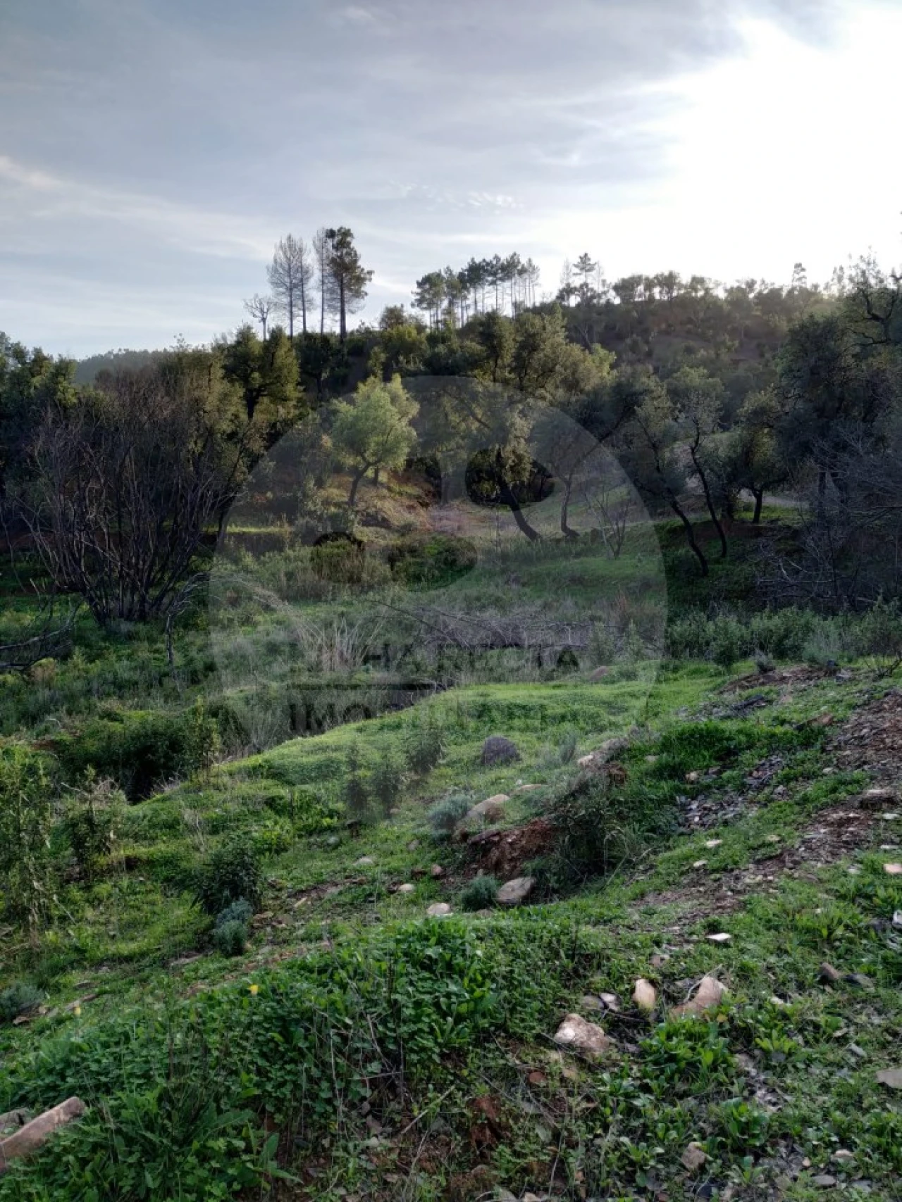 Quinta T5 para Venda em Saboia Foto 12