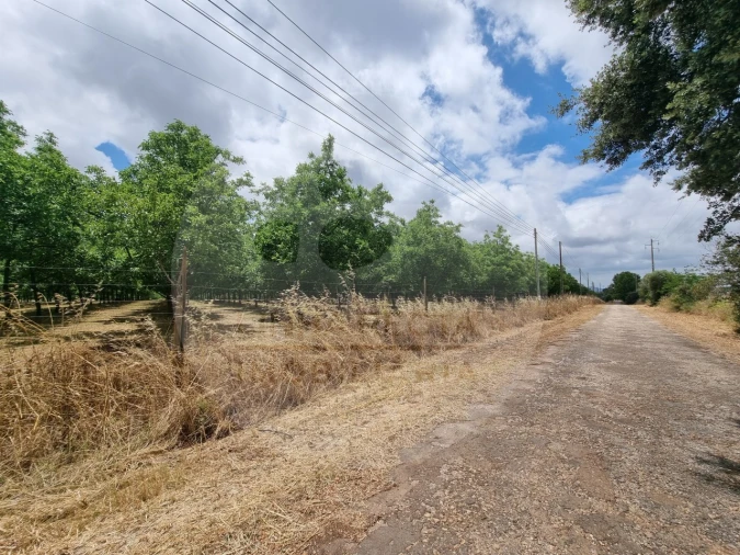 Terreno Comércio / Armazém para Venda em Estremoz (Santa Maria e Santo André) Foto 7