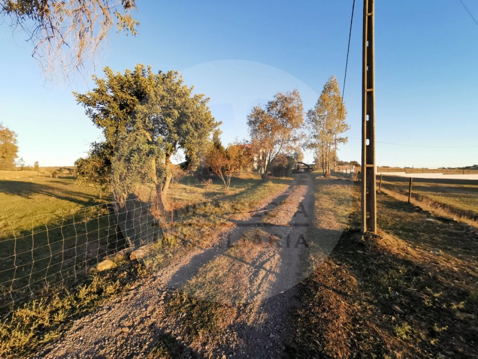 Quinta T4 para Venda em Almodôvar e Graça dos Padrões Foto 51
