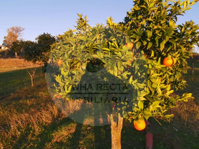 Quinta T4 para Venda em Almodôvar e Graça dos Padrões Foto 52