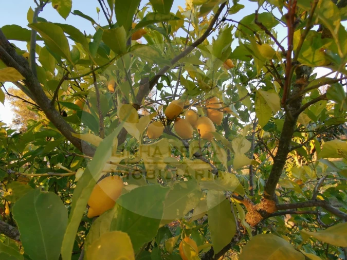 Quinta T4 para Venda em Almodôvar e Graça dos Padrões Foto 53