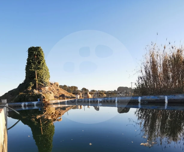 Quinta T4 para Venda em Almodôvar e Graça dos Padrões Foto 63