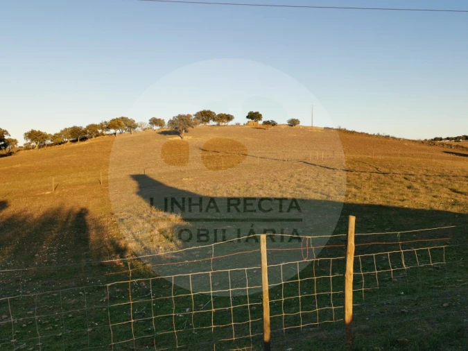 Quinta T4 para Venda em Almodôvar e Graça dos Padrões Foto 65