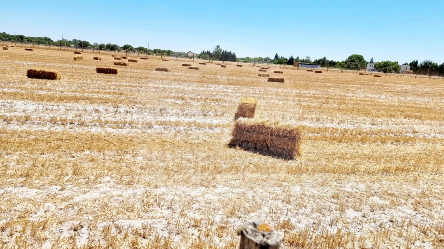 Quinta T5 para Venda em Grândola e Santa Margarida da Serra Foto 7