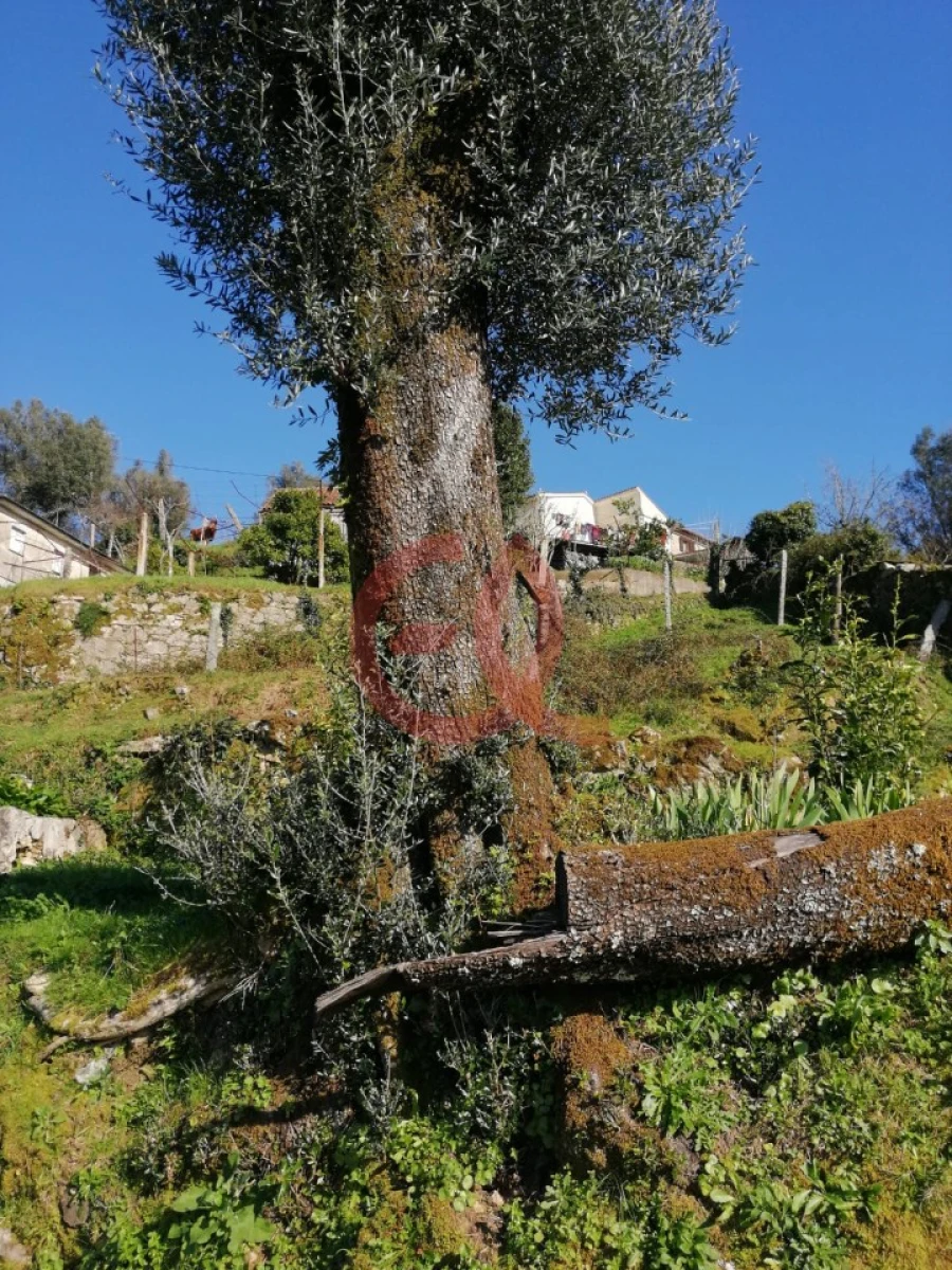 Moradia T2 para Venda em Vale Foto 10