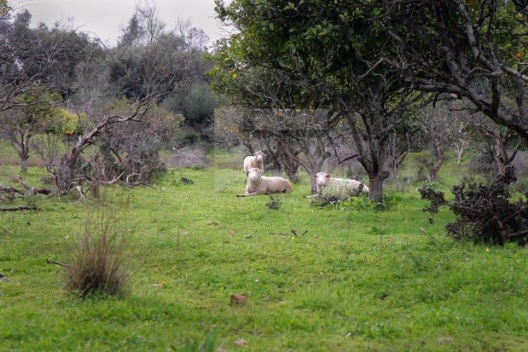 Quinta T25 para Venda em Albufeira e Olhos de Água Foto 25