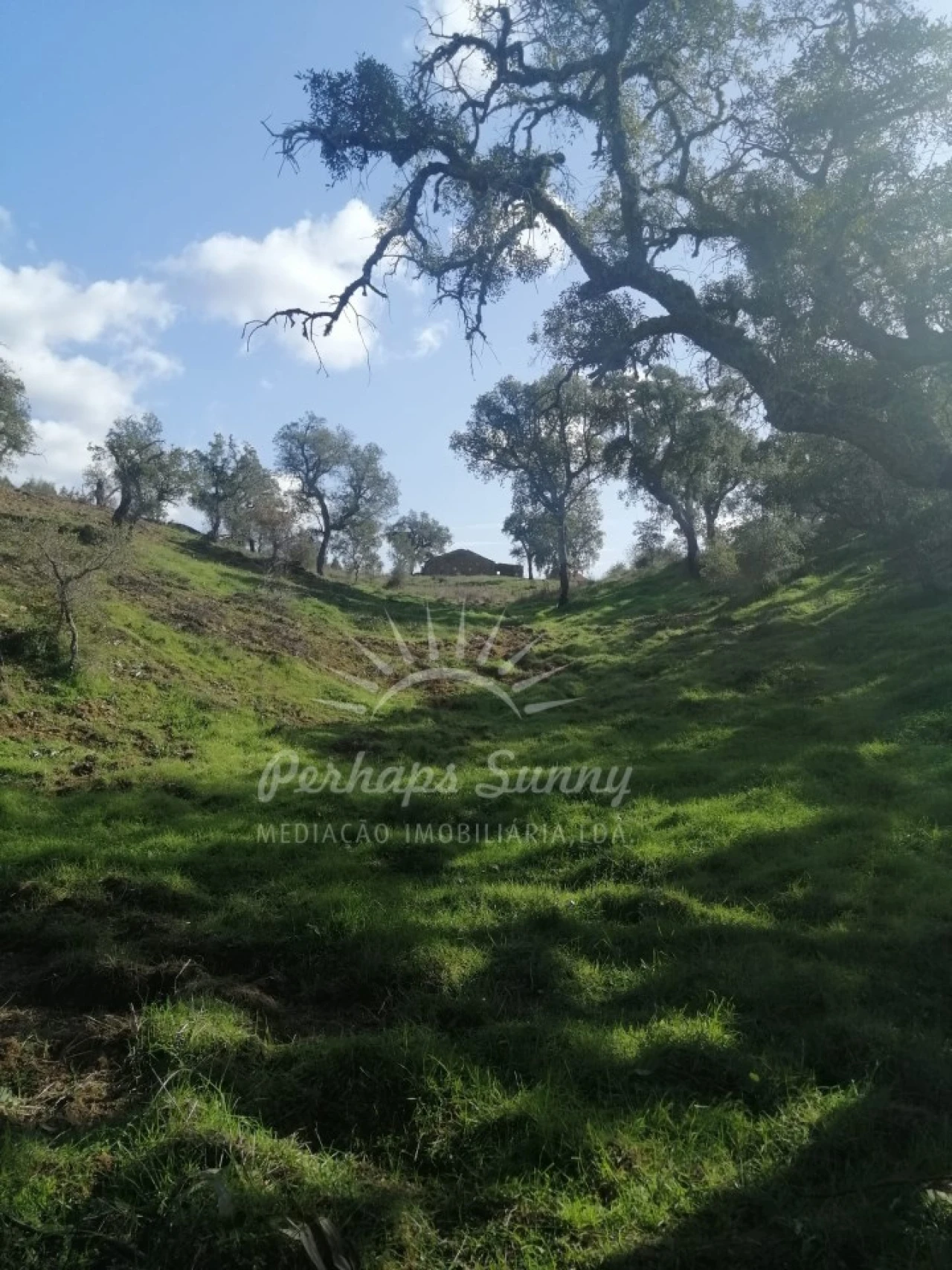 Terreno Agricola ou Rústico para Venda em Grândola e Santa Margarida da Serra Foto 7