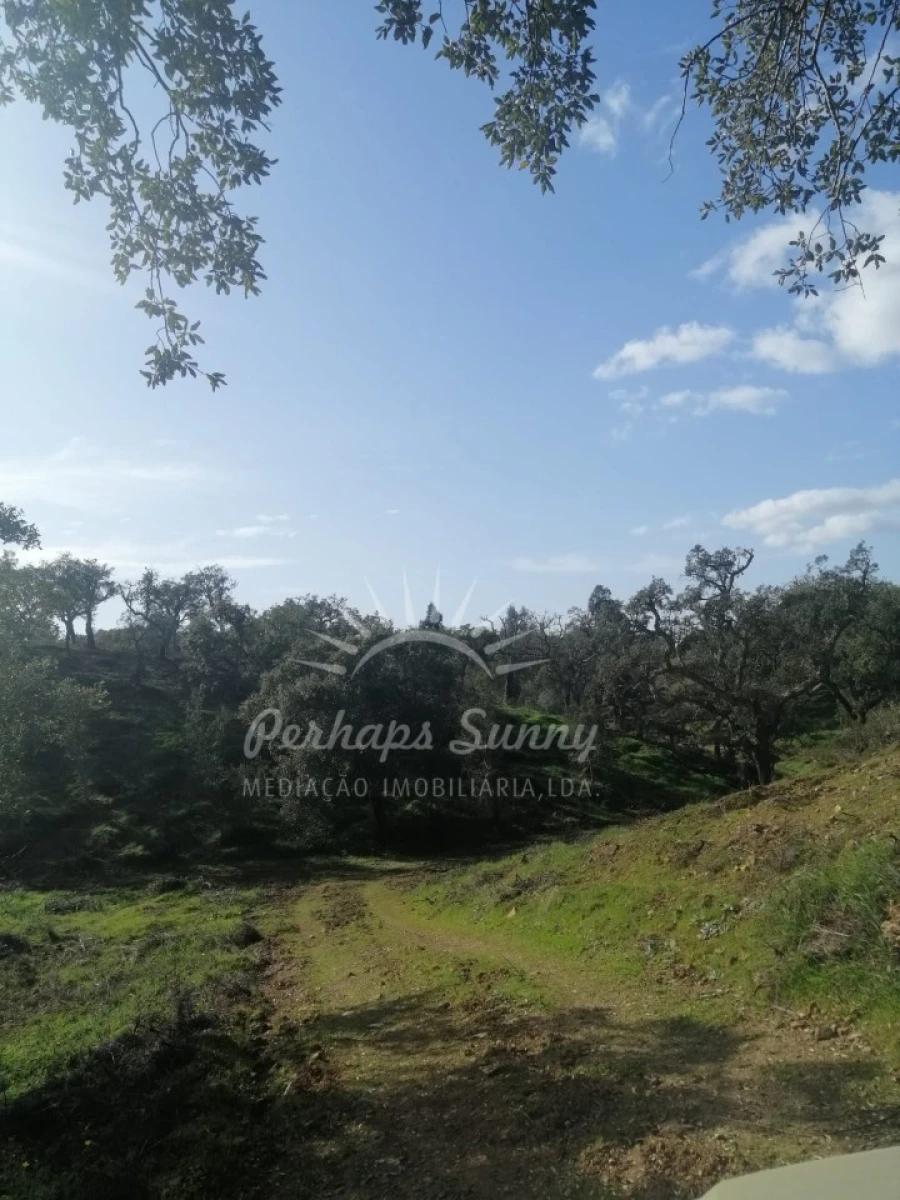 Terreno Agricola ou Rústico para Venda em Grândola e Santa Margarida da Serra Foto 5