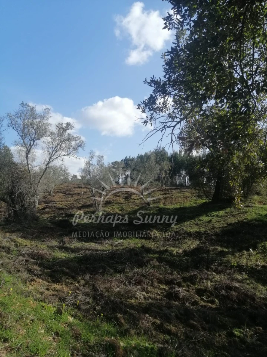 Terreno Agricola ou Rústico para Venda em Grândola e Santa Margarida da Serra Foto 6