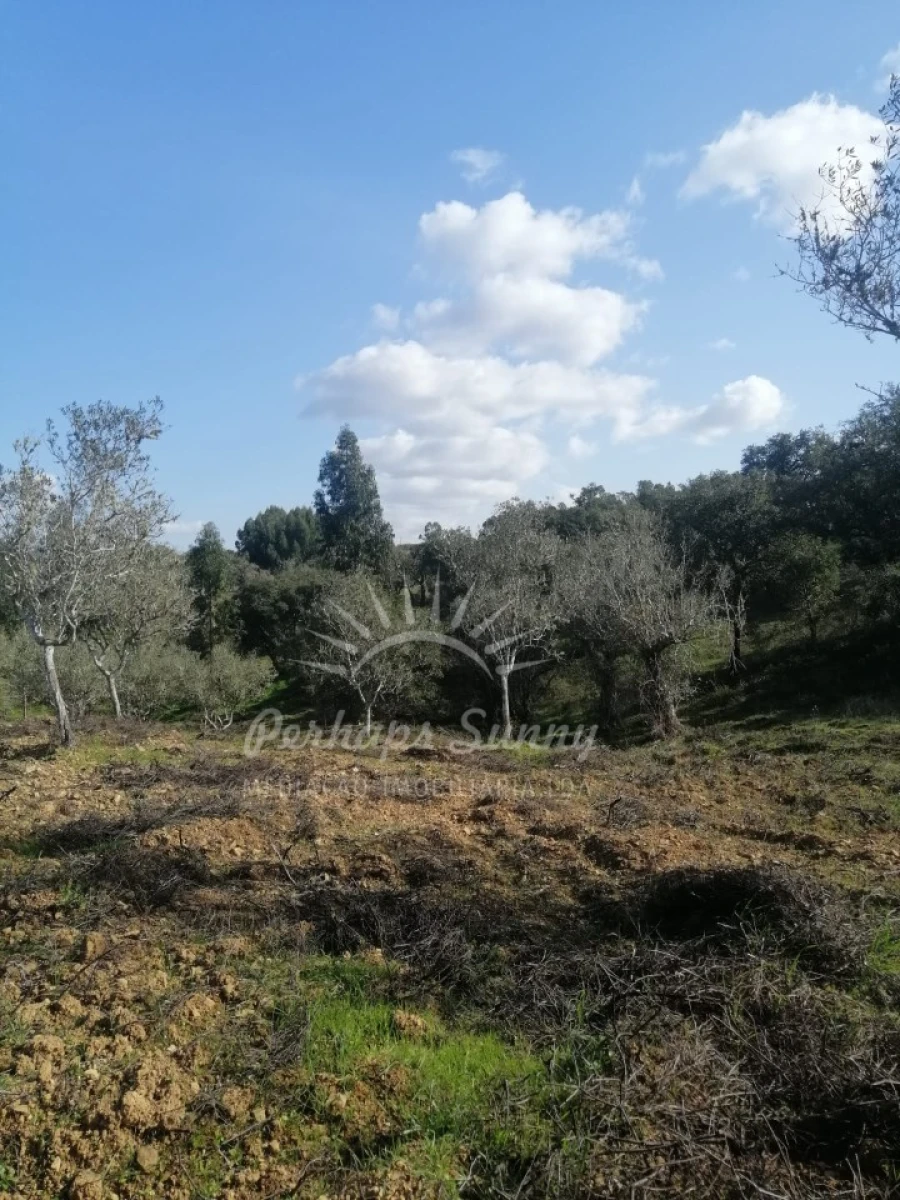 Terreno Agricola ou Rústico para Venda em Grândola e Santa Margarida da Serra Foto 9