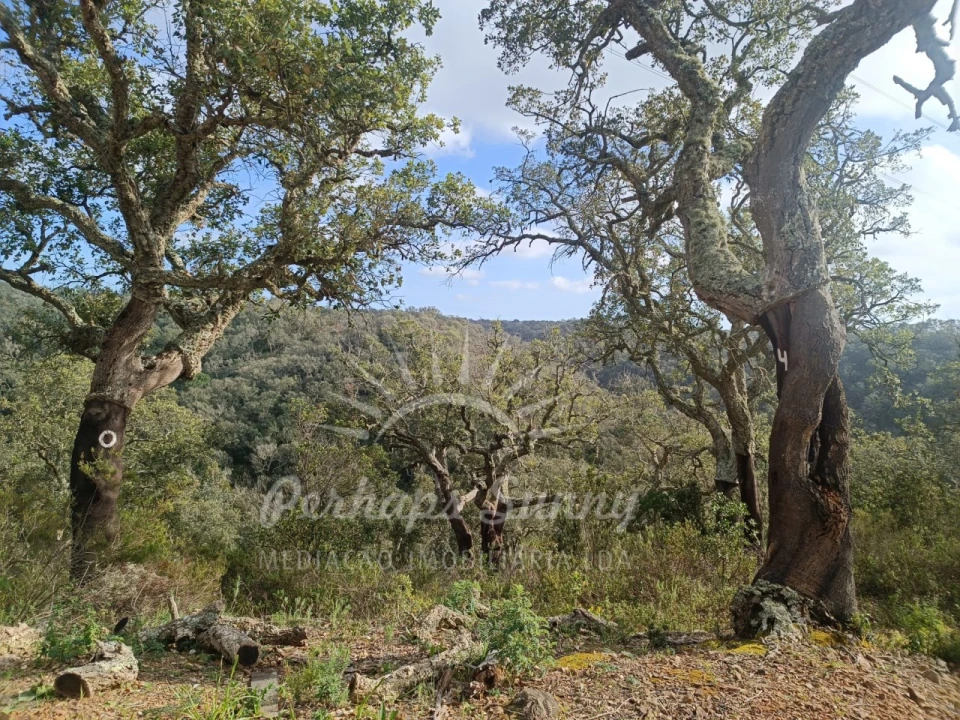 Terreno Agricola ou Rústico para Venda em São Francisco da Serra Foto 5