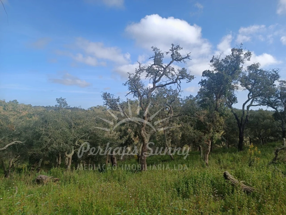 Terreno Agricola ou Rústico para Venda em São Francisco da Serra Foto 7