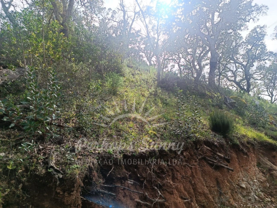 Terreno Agricola ou Rústico para Venda em São Francisco da Serra Foto 8