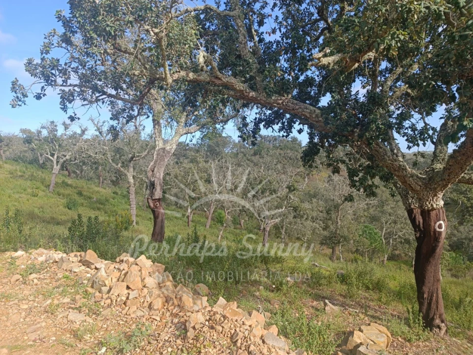 Terreno Agricola ou Rústico para Venda em São Francisco da Serra Foto 17
