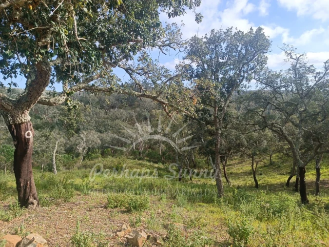 Terreno Agricola ou Rústico para Venda em São Francisco da Serra Foto 12