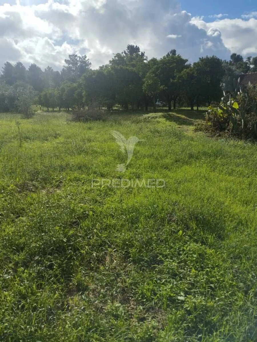 Terreno para Venda em Chamusca e Pinheiro Grande Foto 3
