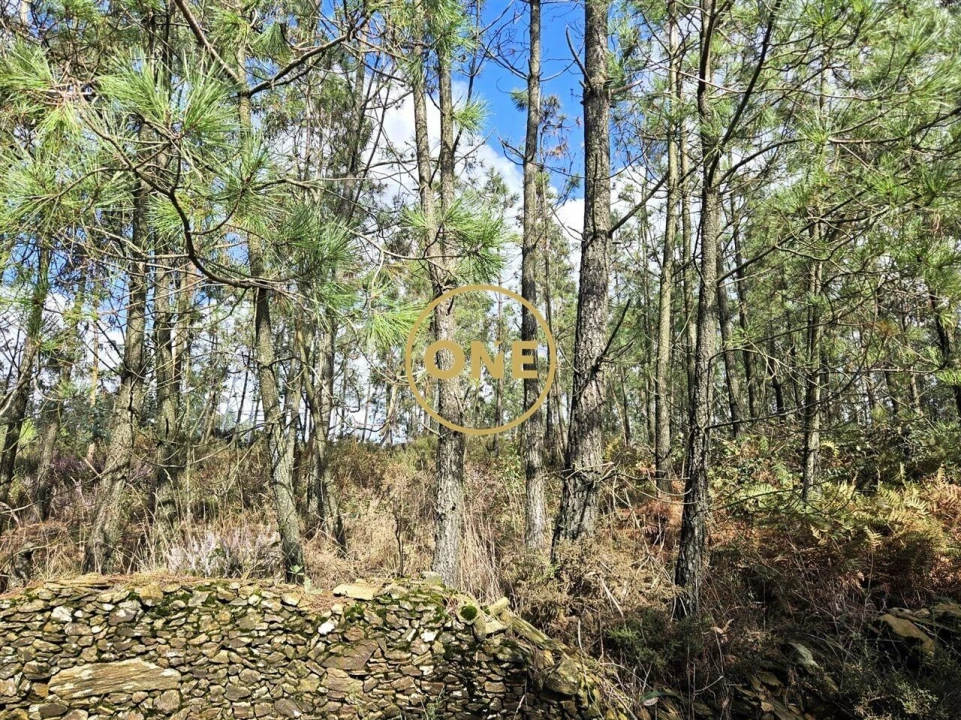 Terreno para Venda em Balazar Foto 16