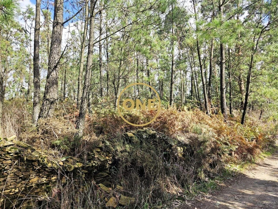 Terreno para Venda em Balazar Foto 15