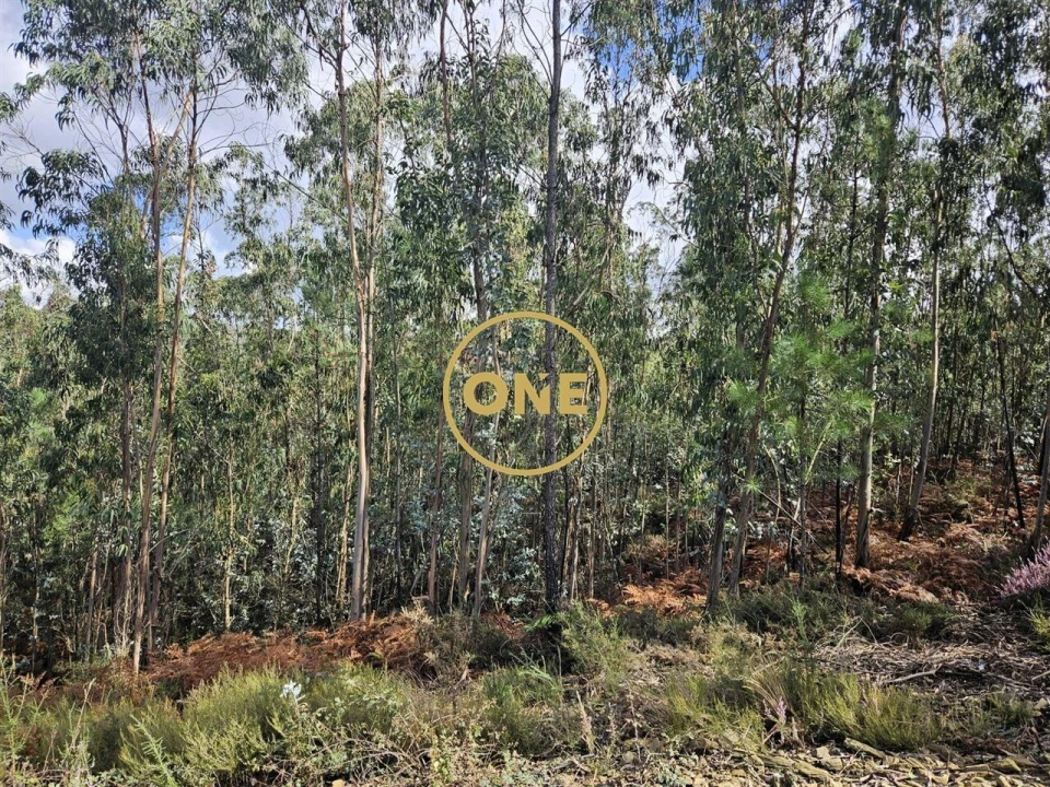 Terreno para Venda em Balazar Foto 9