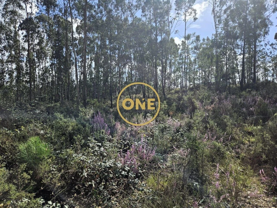 Terreno para Venda em Balazar Foto 13