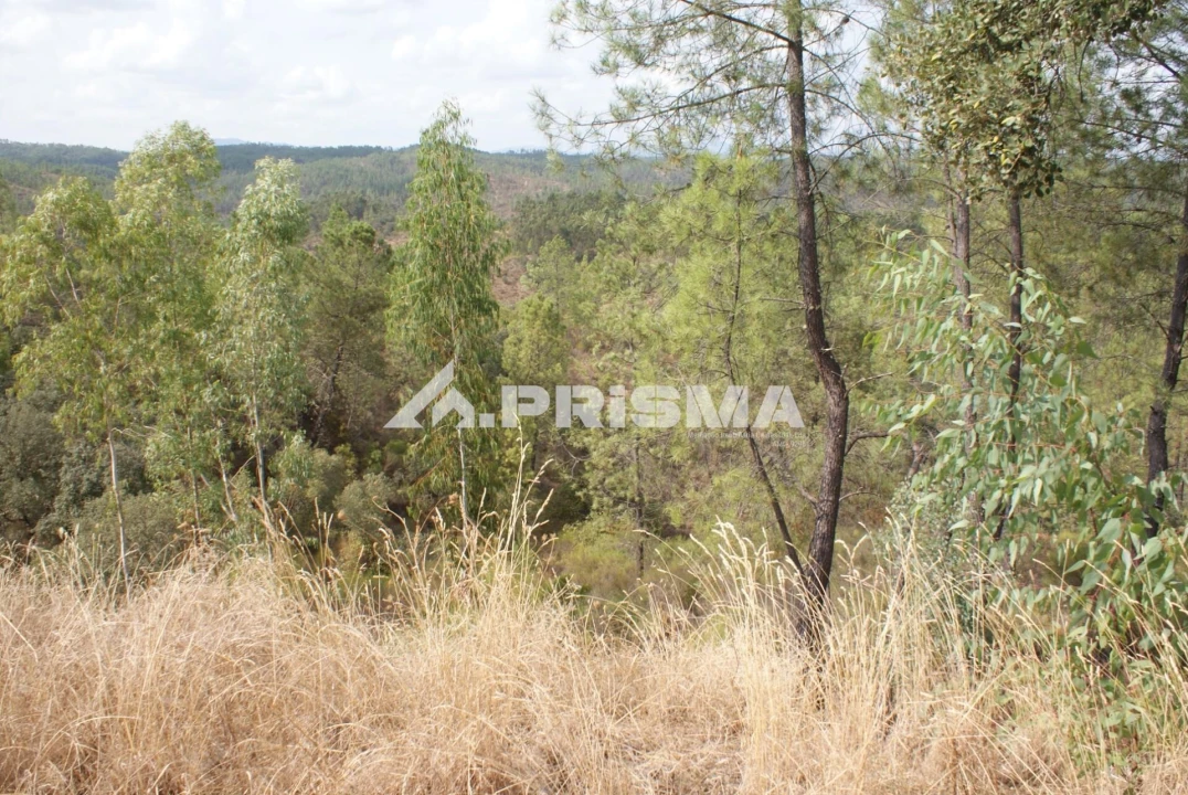Terreno para Venda em Benquerenças Foto 3